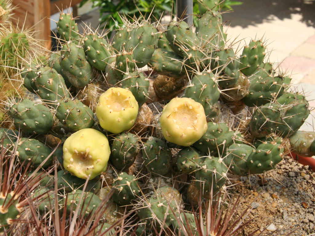 Cumulopuntia boliviana