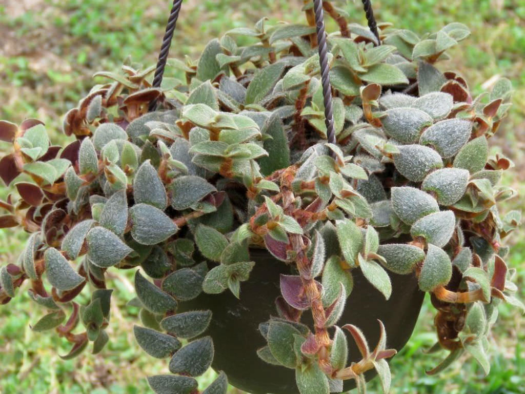 Cyanotis beddomei (Teddy Bear Vine)