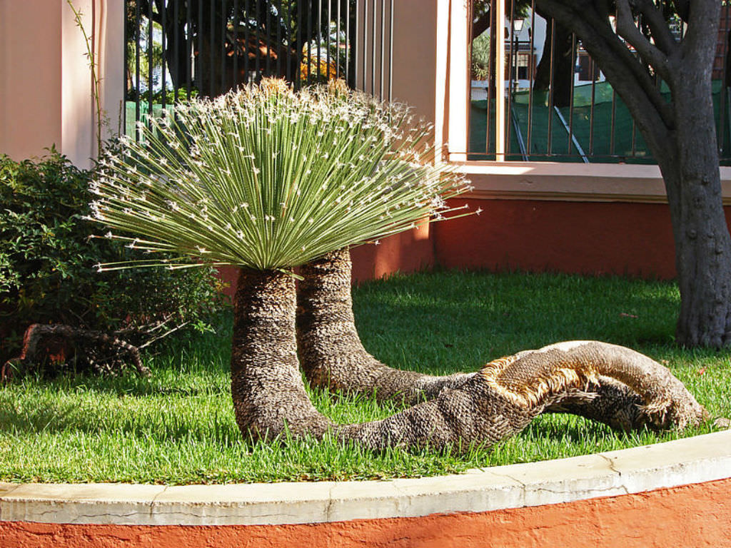 Dasylirion acrotrichum (Great Desert Spoon)