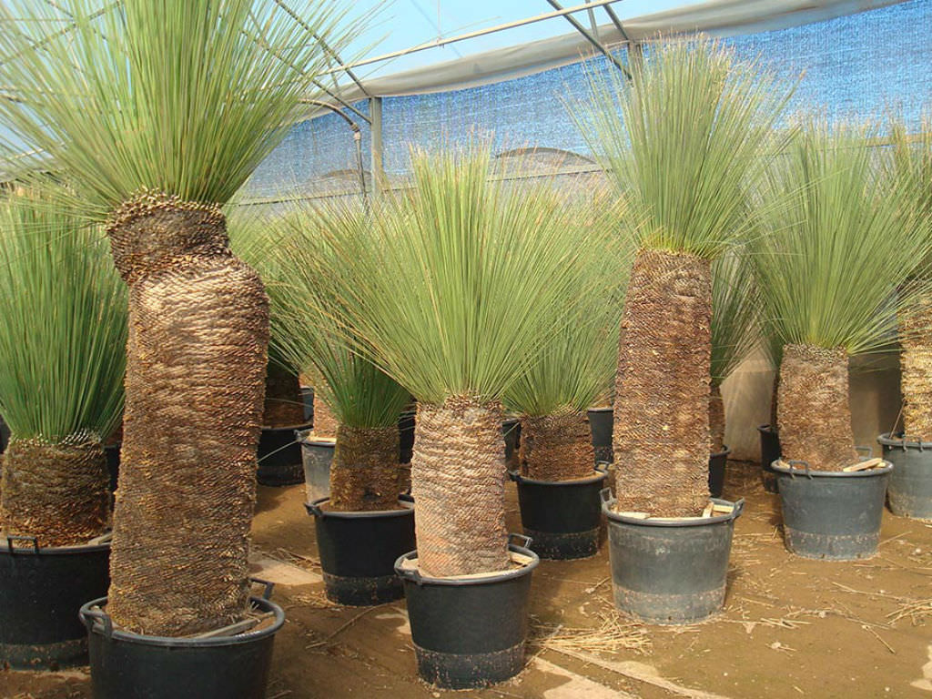 Dasylirion longissimum (Mexican Grass Tree)