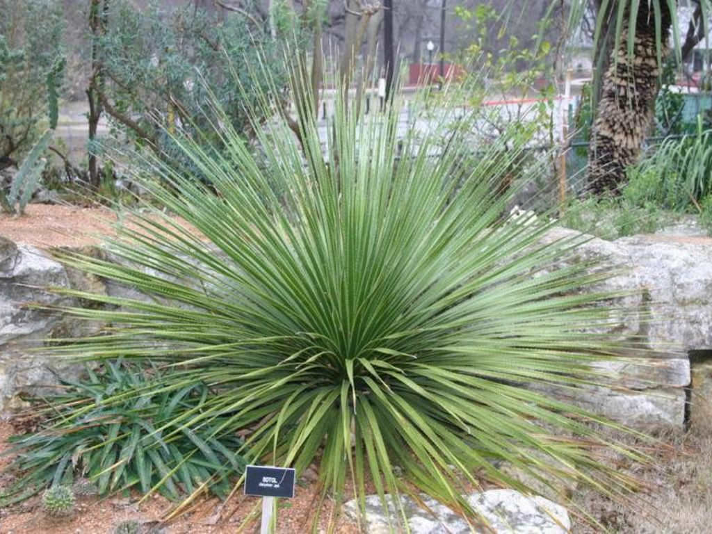 Dasylirion texanum (Texas Sotol)