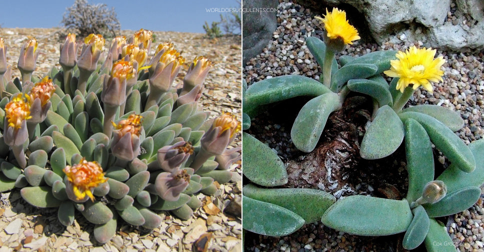 Deilanthe peersii