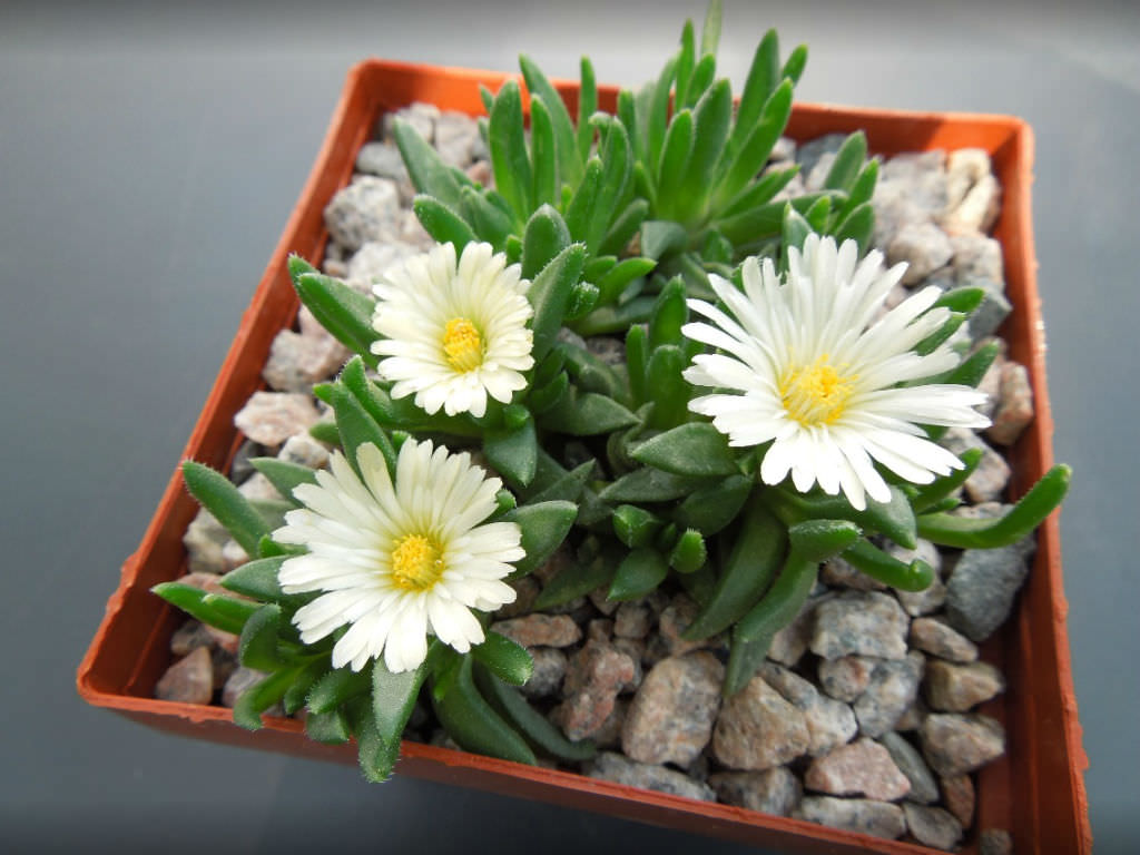 Delosperma basuticum ‘White Nugget’