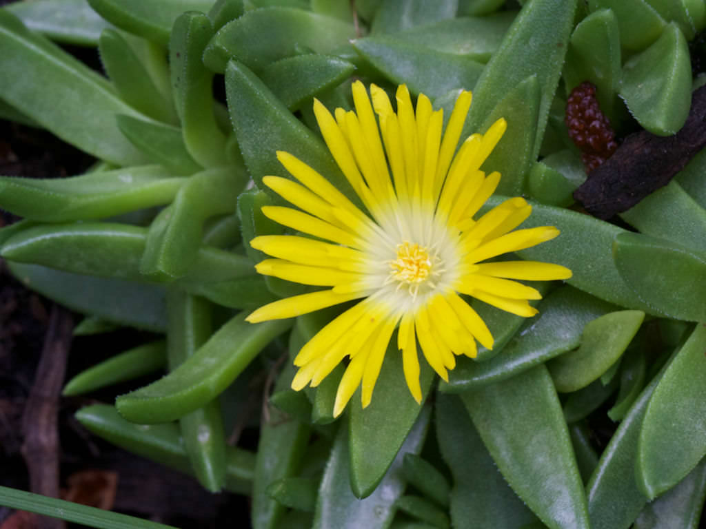 Delosperma basuticum