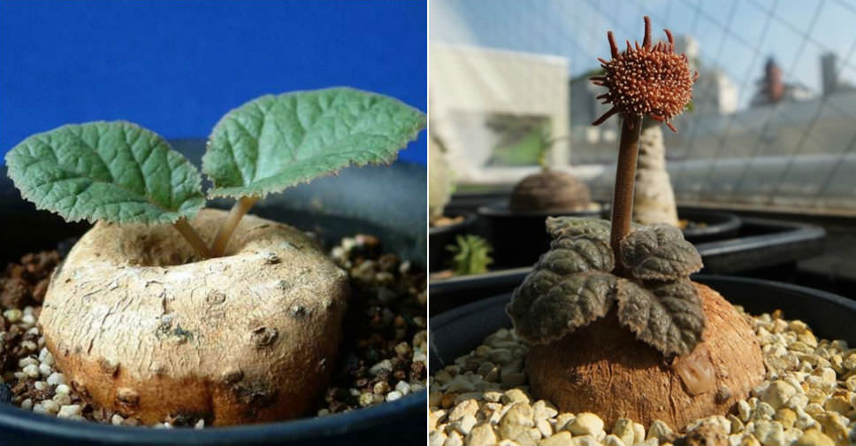 Dorstenia ellenbeckiana