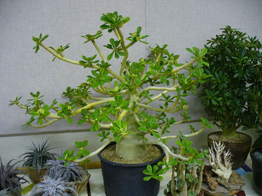 Dorstenia gigas (Socotran Fig Tree)