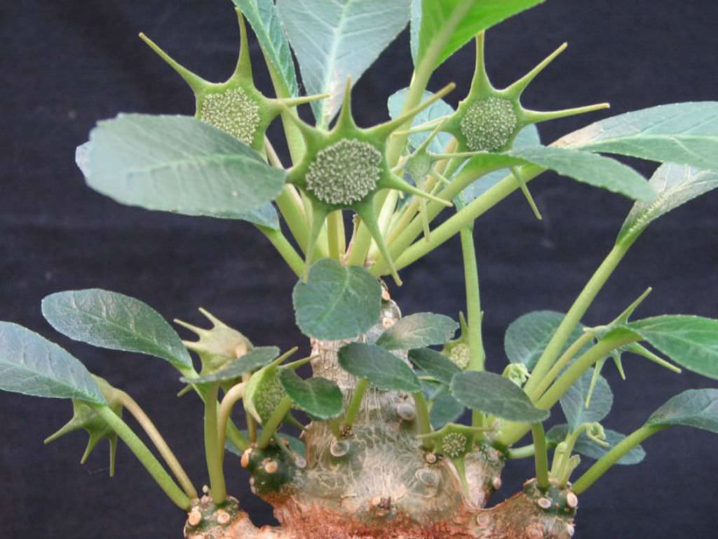 Dorstenia hildebrandtii