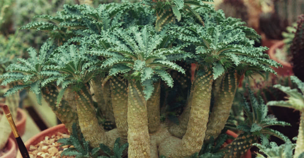 Dorstenia lavrani (Tabia Gorge Dorstenia)