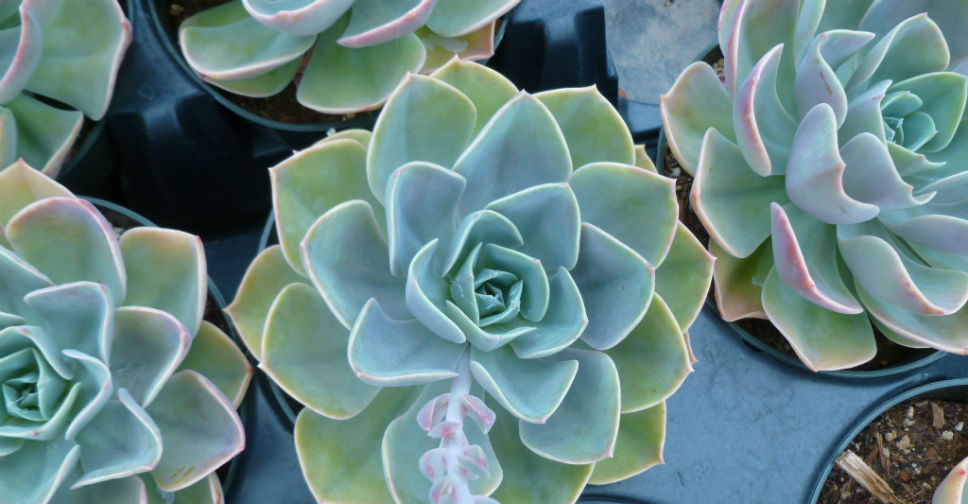 Echeveria ‘Cassyz Winter’