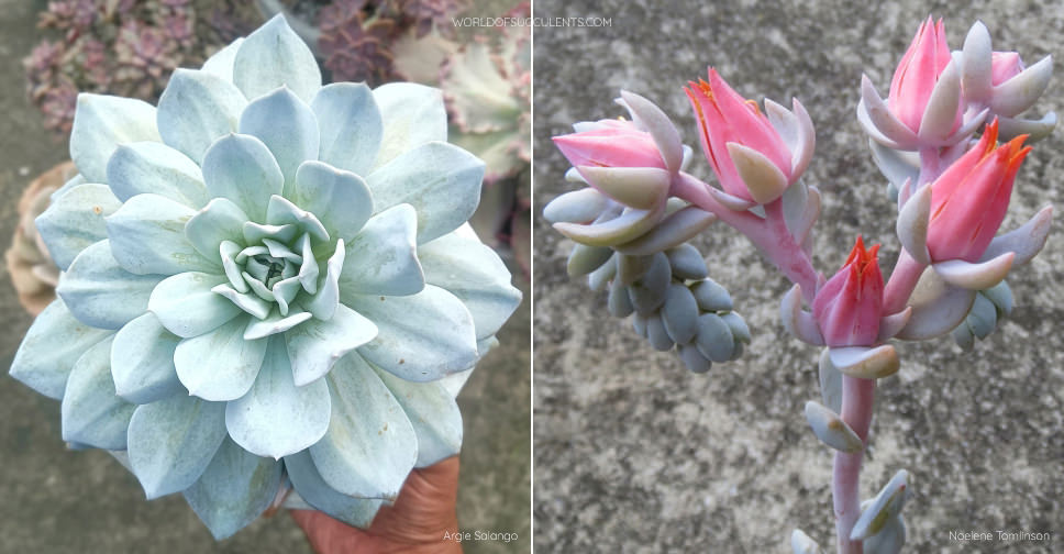 Echeveria ‘Exotic’