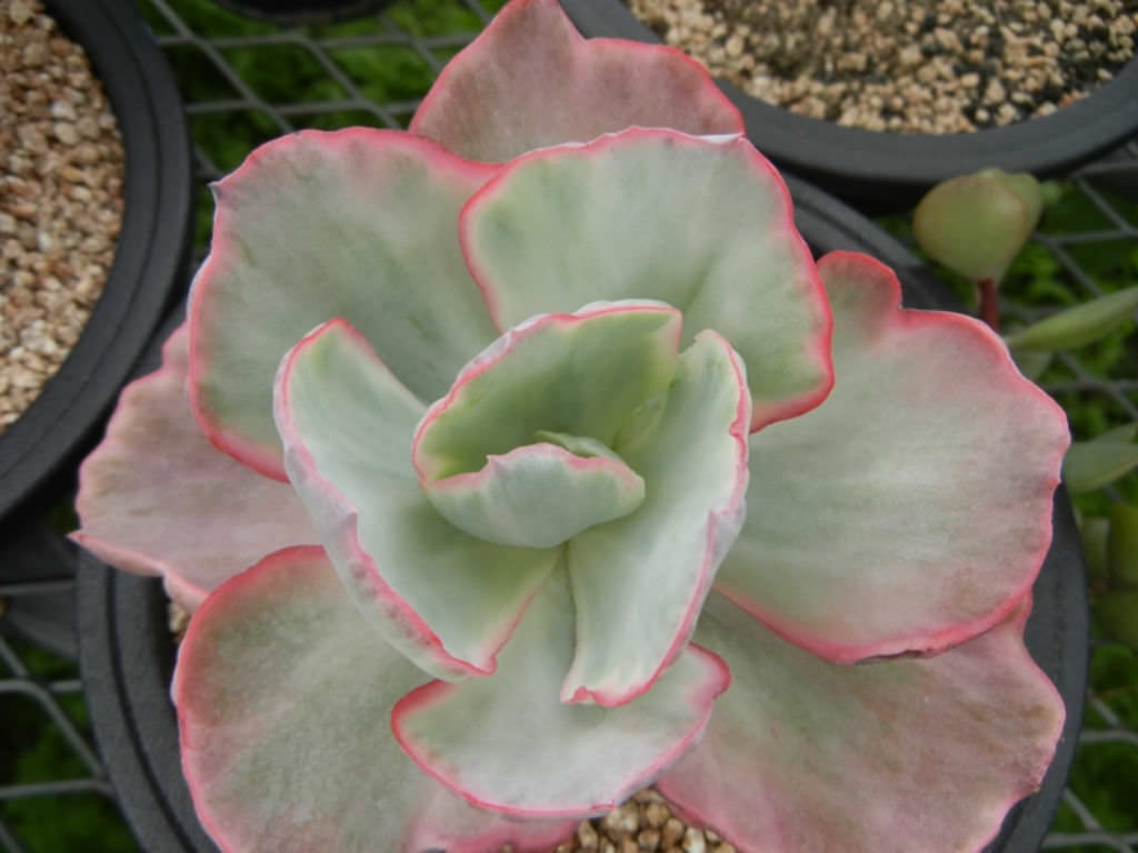 Echeveria ‘Flying Cloud’