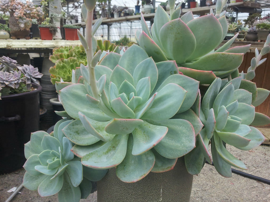 Echeveria ‘Hakuhou’