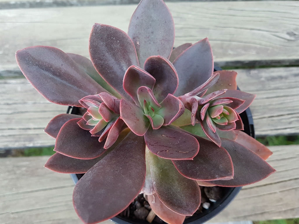 Echeveria ‘Hanaikada’