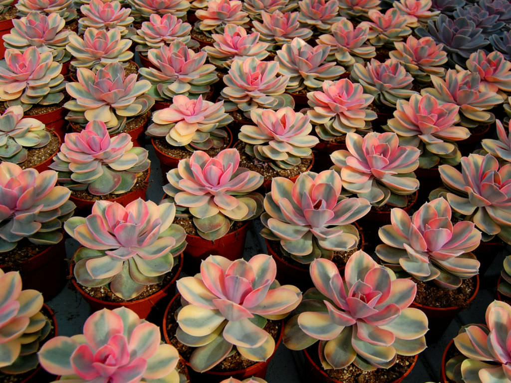 Echeveria ‘Rainbow’