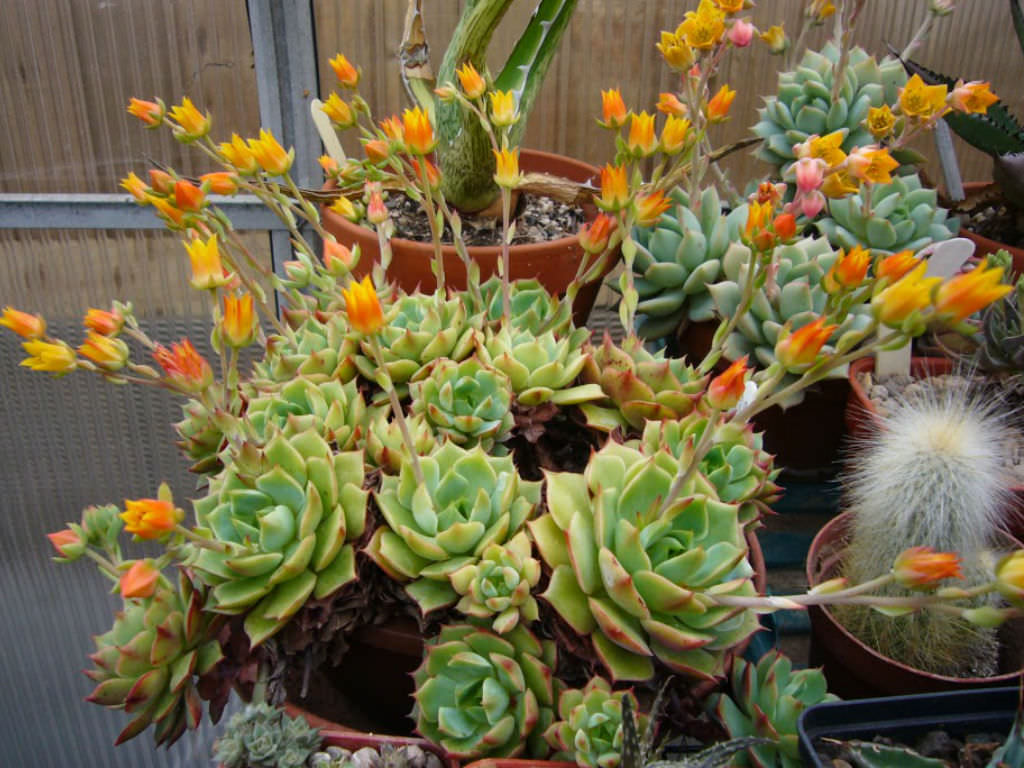 Echeveria ‘Ramillete’