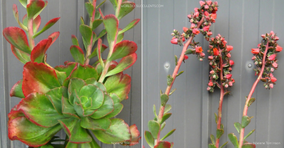 Echeveria ‘Rosea Grandis’