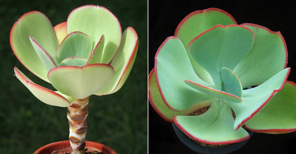 Echeveria gigantea (Giant Hens and Chicks)