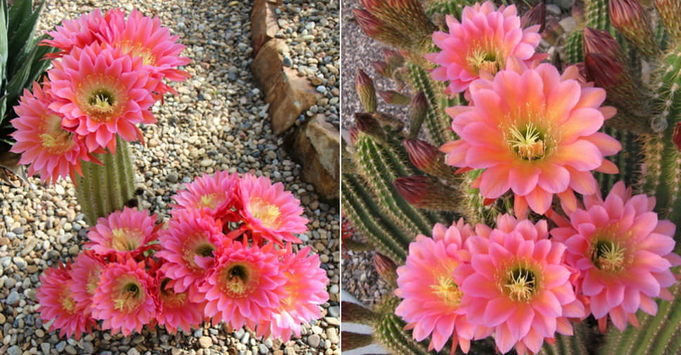 Echinopsis ‘Flying Saucer’