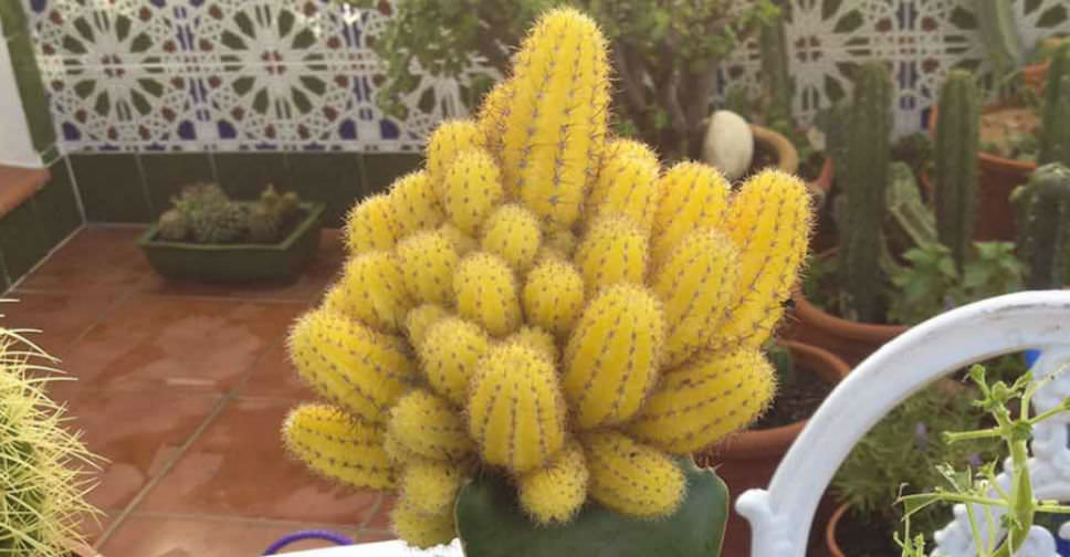 Echinopsis chamaecereus ‘Lutea’ (Yellow Peanut Cactus)