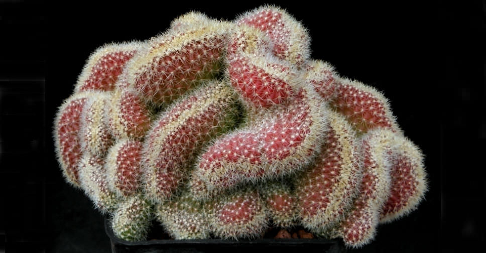 Echinopsis chamaecereus ‘Cristata’