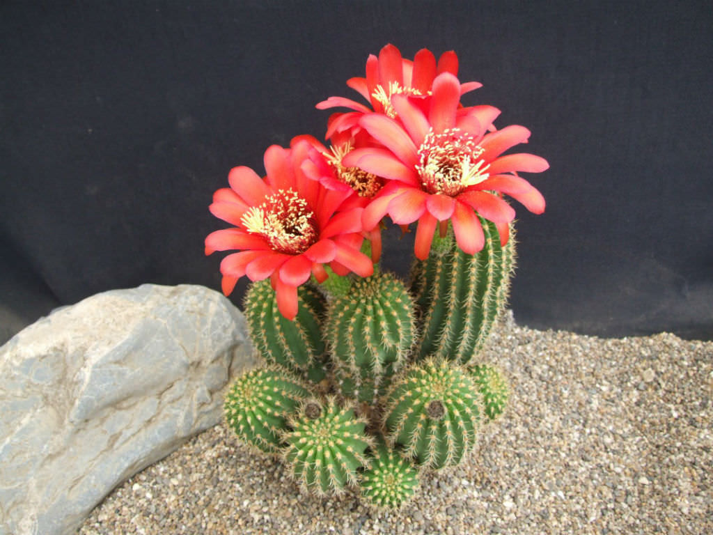 Echinopsis huascha var. grandiflora (Red Torch Cactus)