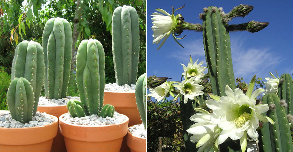 Echinopsis pachanoi (San Pedro Cactus)