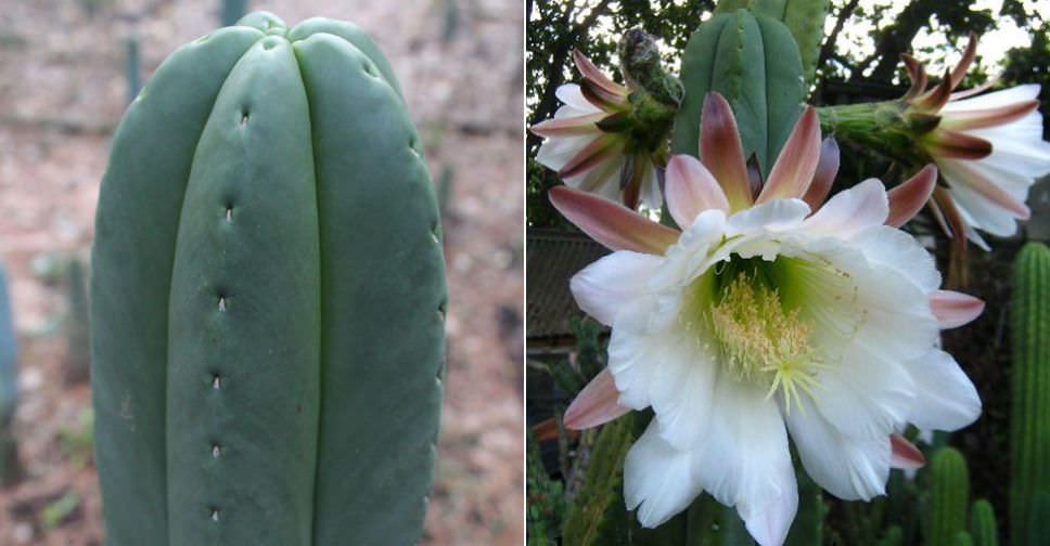 Echinopsis scopulicola