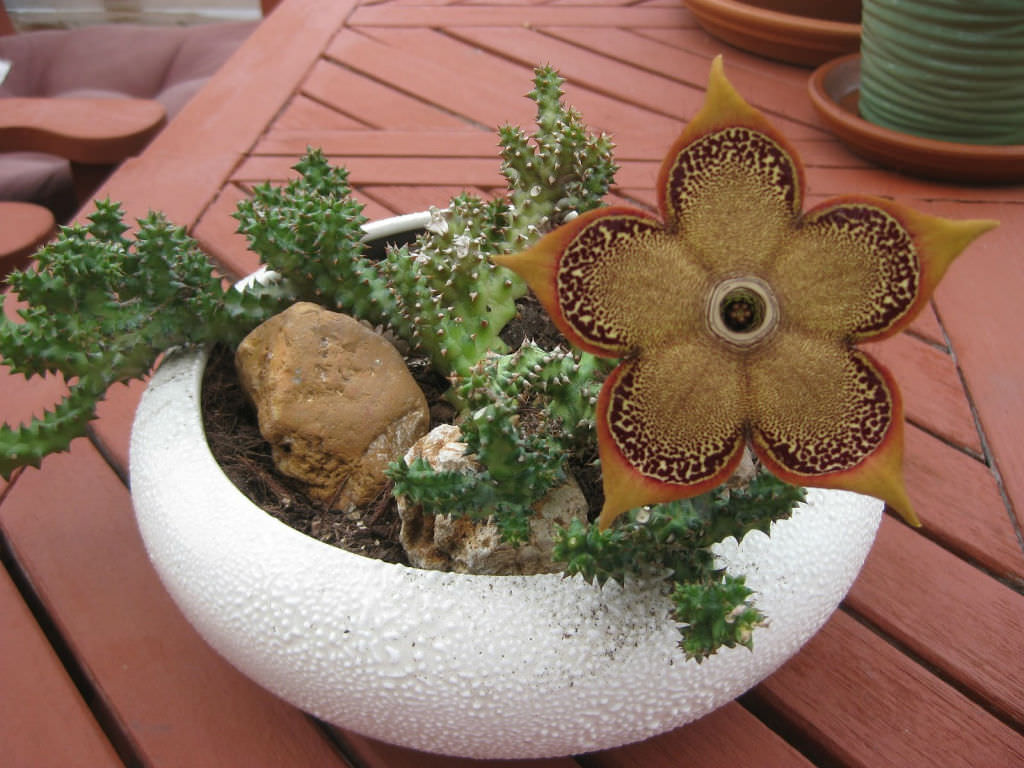 Edithcolea grandis (Persian Carpet Flower)