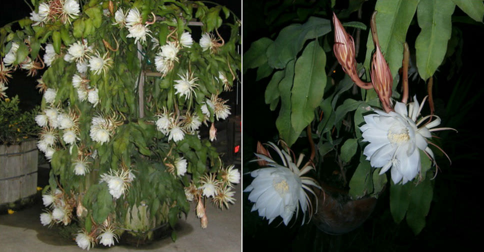 Epiphyllum oxypetalum (Queen of the Night)