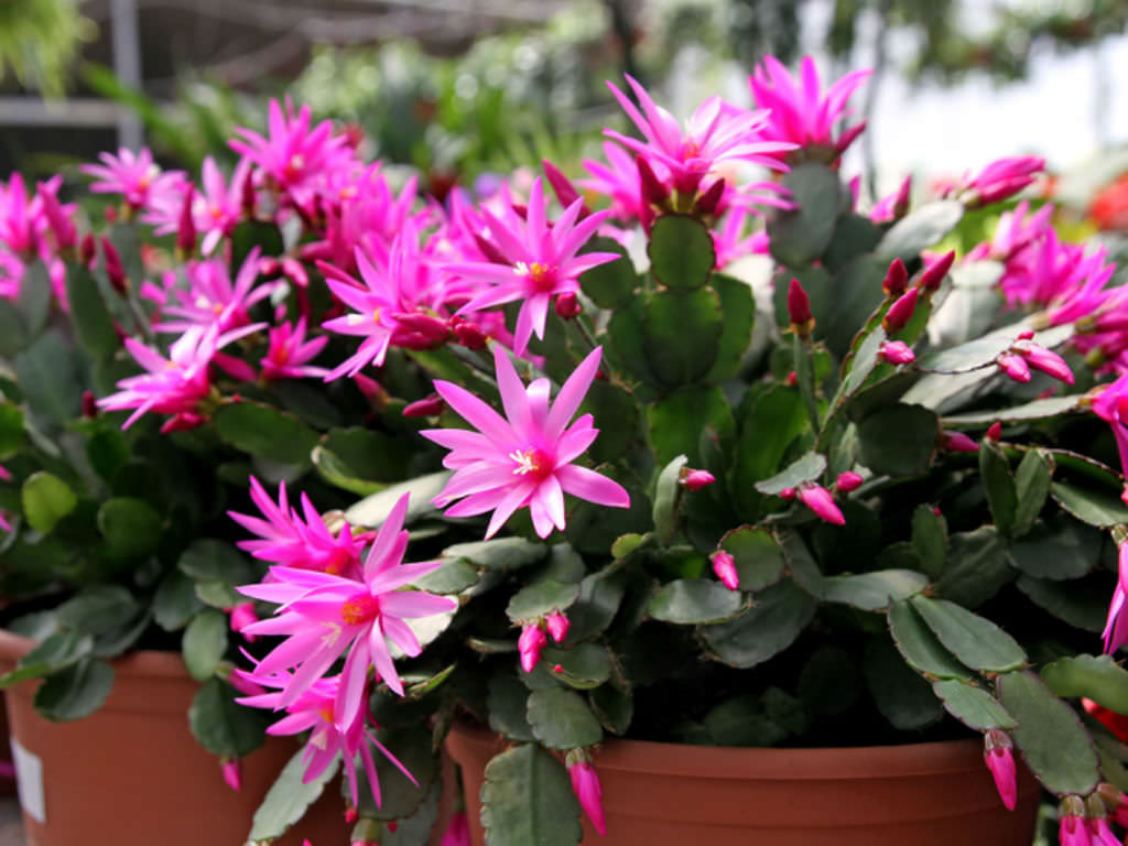 Tips for Growing Epiphytic Cacti