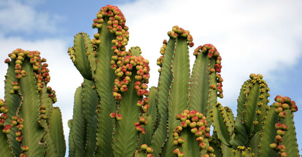 Euphorbia abyssinica (Desert Candle)