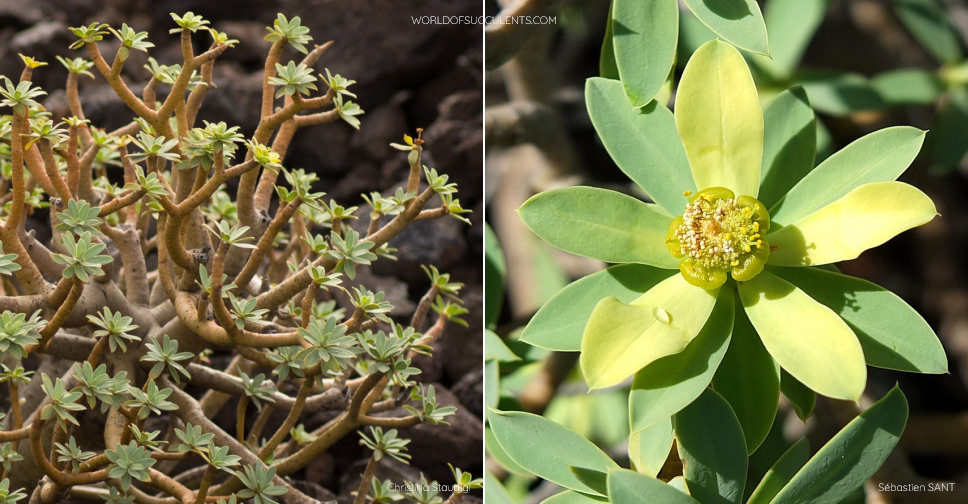 Euphorbia balsamifera (Balsam Spurge)