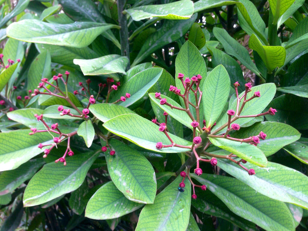 Euphorbia bicompacta (Green African Milk Bush)