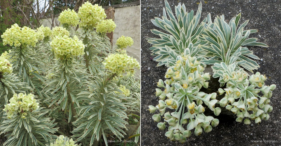 Euphorbia characias ‘Tasmanian Tiger’