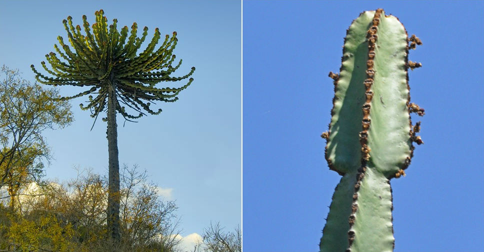 Euphorbia confinalis (Lebombo Euphorbia)