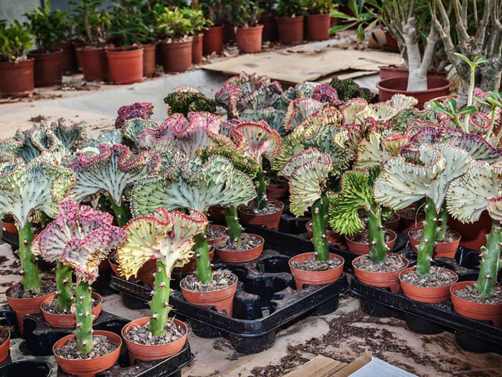 Euphorbia lactea ‘Cristata Variegata’