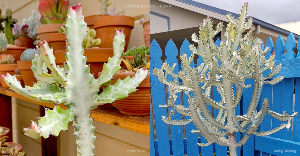 Euphorbia lactea ‘White Ghost’