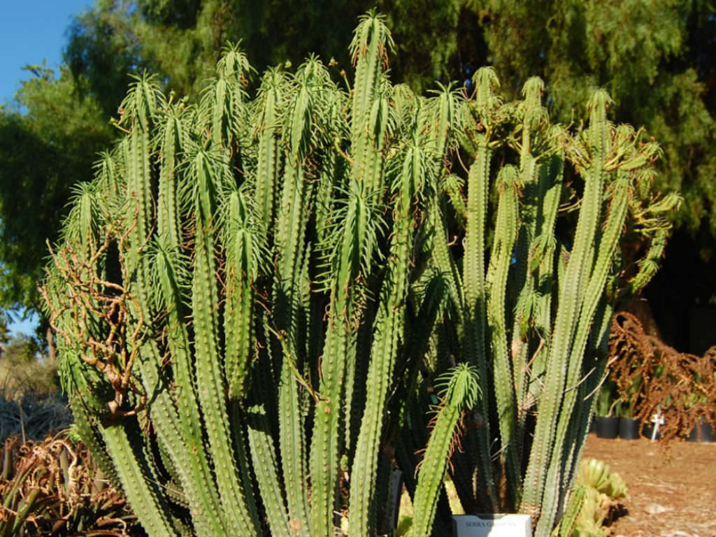 Euphorbia loricata