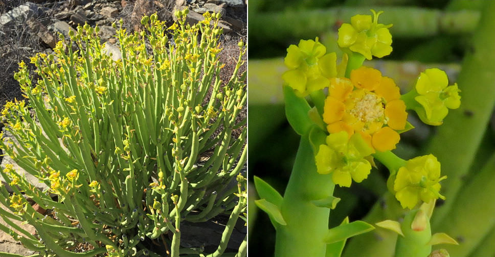 Euphorbia mauritanica (Pencil Milkbush)