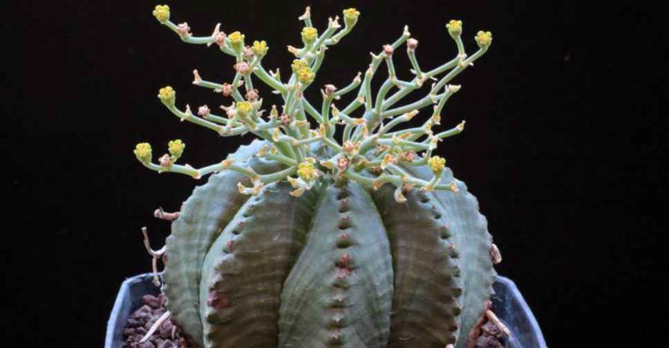 Euphorbia meloformis subsp. valida