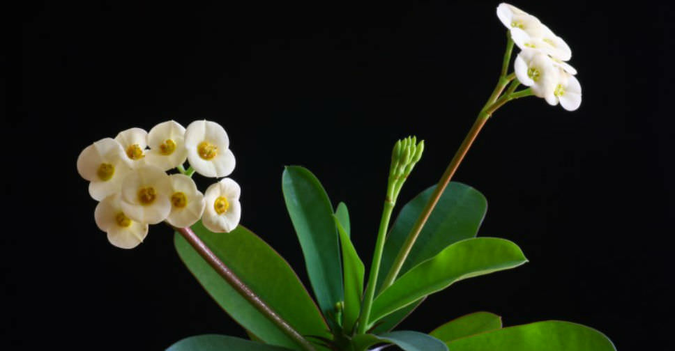 Euphorbia milii f. lutea (Yellow Crown of Thorns)