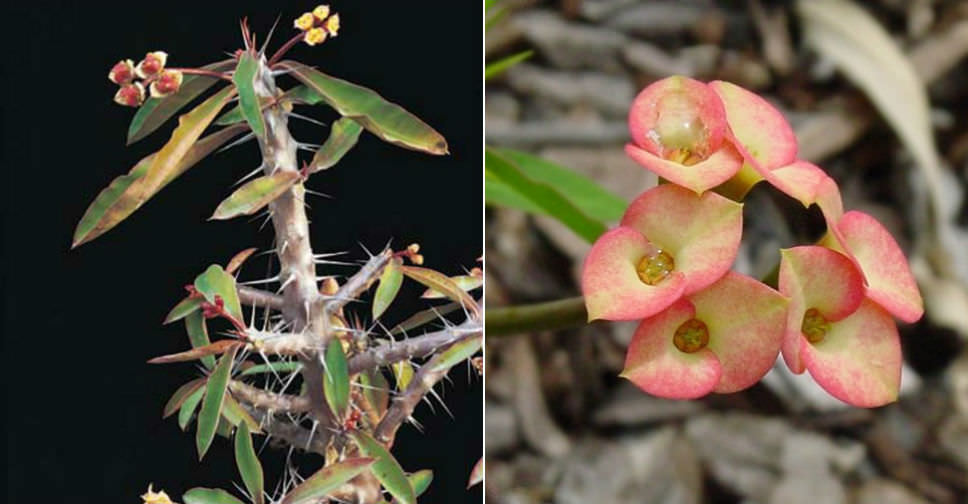 Euphorbia milii var. roseana (Crown of Thorns)