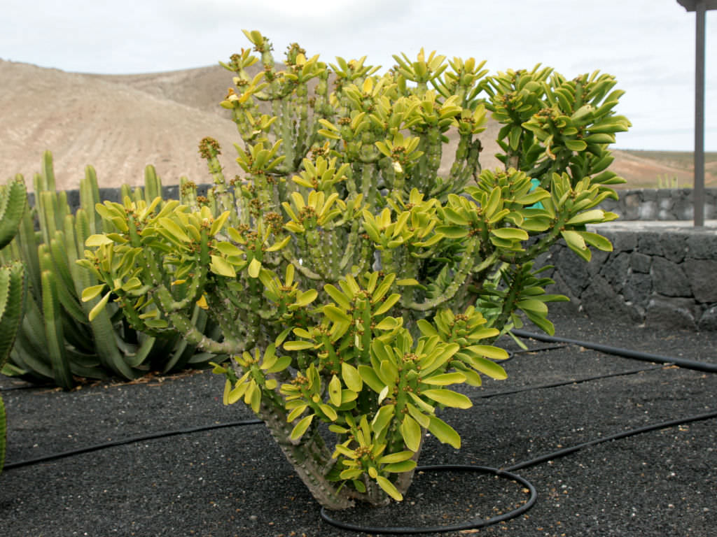 Euphorbia neriifolia (Indian Spurge Tree)