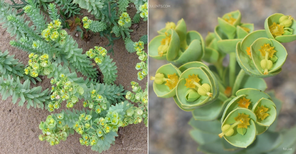 Euphorbia paralias (Sea Spurge)