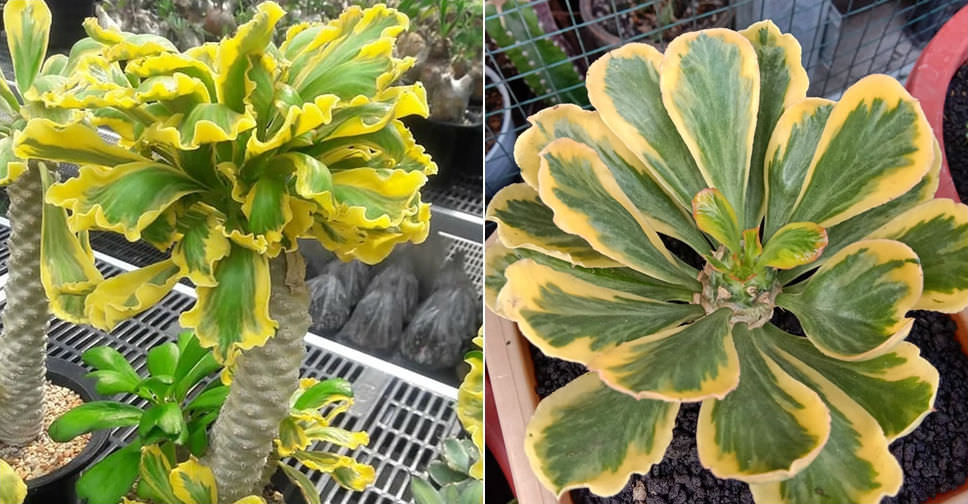 Euphorbia poissonii ‘Variegata’