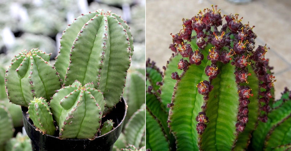 Euphorbia polygona var. anoplia (Tanzanian Zipper Plant)