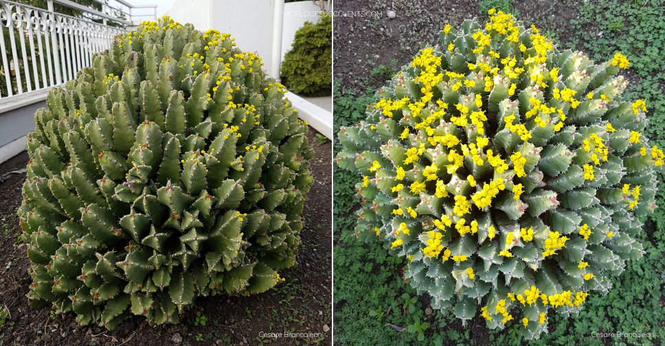 Euphorbia resinifera (Resin Spurge)