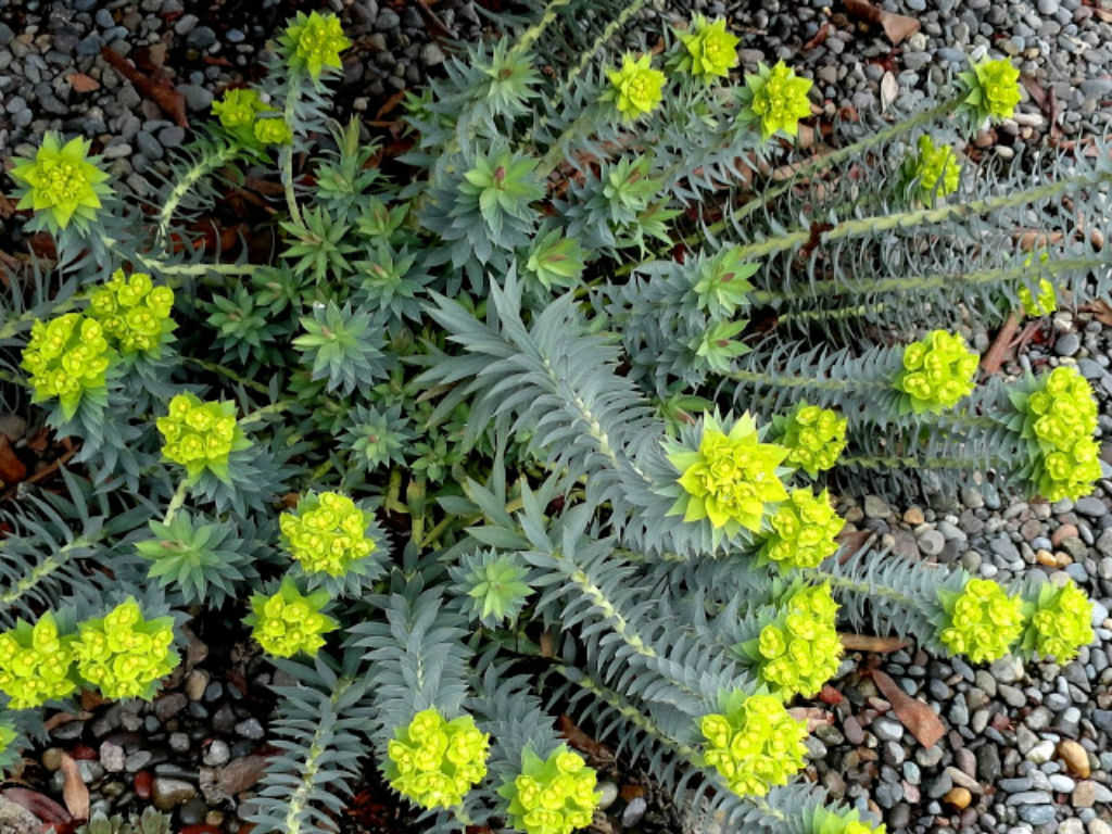 Euphorbia rigida (Upright Myrtle Spurge)