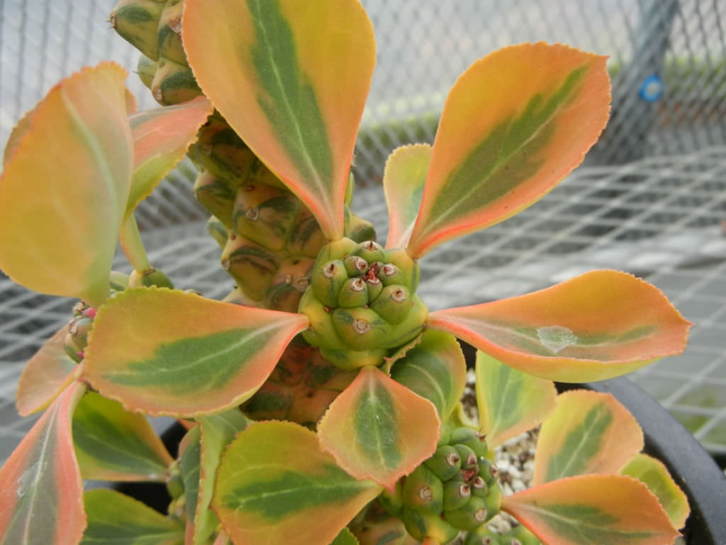 Euphorbia ritchiei ‘Variegata’