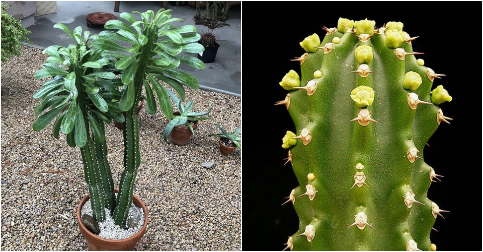 Euphorbia royleana (Sullu Spurge)